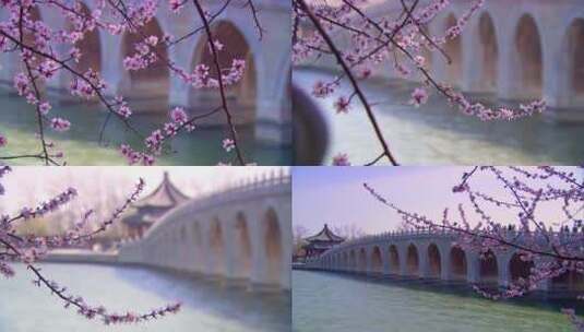 初春桃花盛开的颐和园十七孔桥高清在线视频素材下载