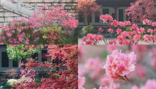 4K武汉黄鹤楼公园春季植物风光合集高清在线视频素材下载