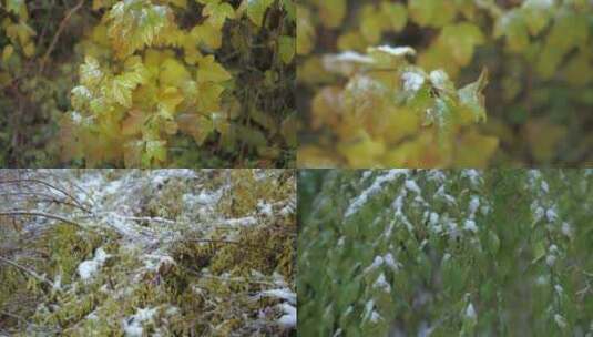 灌木丛枝叶下雪高清在线视频素材下载