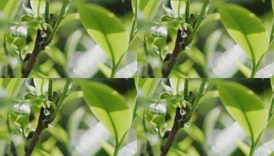 4K-水珠从茶叶上低落，春茶发芽，古树春茶高清在线视频素材下载