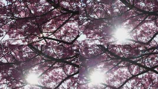 阳光下的樱花 春天樱花高清在线视频素材下载