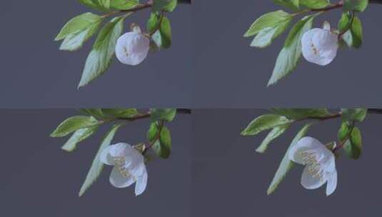 樱花开放过程延时摄影高清在线视频素材下载