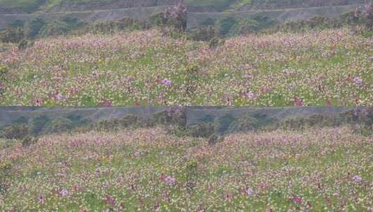 四川阿坝雅克夏国家森林公园花海风光高清在线视频素材下载