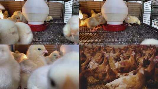 养鸡场 鸡 现代化养殖高清在线视频素材下载