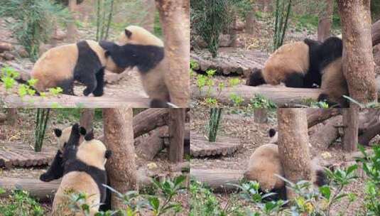 成都大熊猫繁育研究基地玩耍嬉戏的大熊猫高清在线视频素材下载