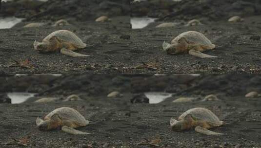 海龟沙滩上休息高清在线视频素材下载