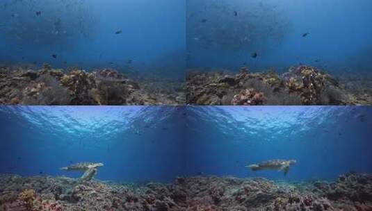 海底世界海龟游泳海龟特写高清在线视频素材下载
