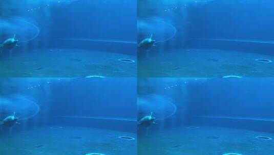 海豚 海豚捕鱼 海洋生物 一群海豚高清在线视频素材下载