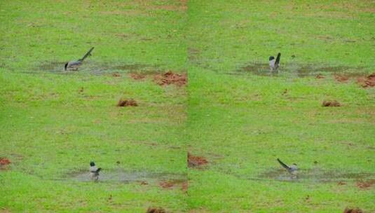 草地草坪水坑洗澡的小鸟灰喜鹊高清在线视频素材下载