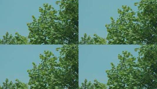 蓝天树木树梢树叶空镜高清在线视频素材下载