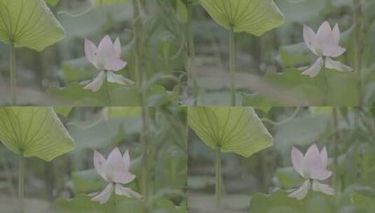 夏季湿地湖河池塘荷花莲花蜜蜂荷叶户外自然高清在线视频素材下载