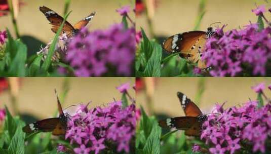 微距花丛中采蜜劳动辛勤工作的蝴蝶高清在线视频素材下载