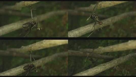 雨林的微观世界蚂蚁吃动物高清在线视频素材下载