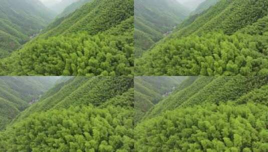 浙江湖州安吉竹海竹林竹山航拍高清在线视频素材下载