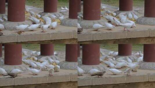 啄食的鸽子高清在线视频素材下载