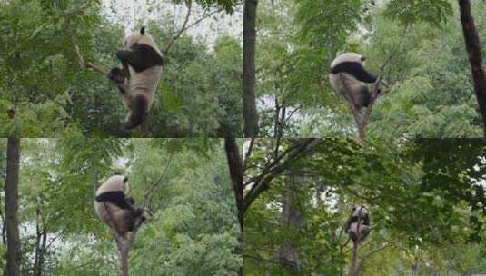 树上的大熊猫视频合集高清在线视频素材下载