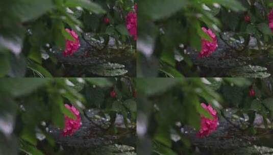 初夏绣球花盛开推拉空镜高清在线视频素材下载