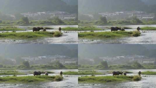河边水牛吃草 养牛 放牛 牛吃草高清在线视频素材下载