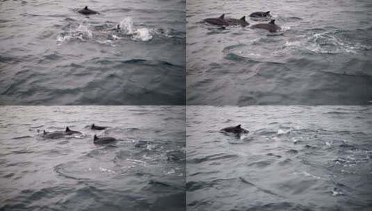 海豚享受温暖海水高清在线视频素材下载