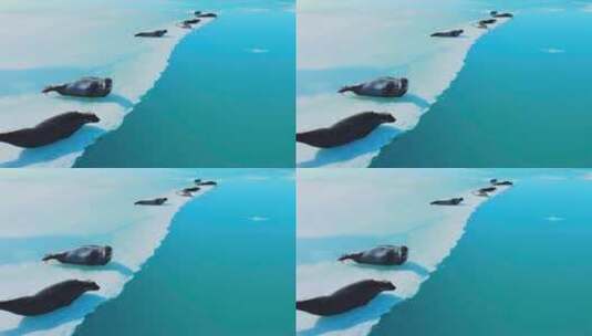 冰块上晒太阳的海豹高清在线视频素材下载