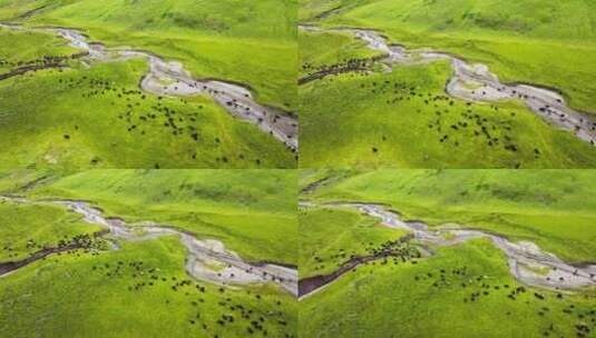 草原上的牦牛群高清在线视频素材下载