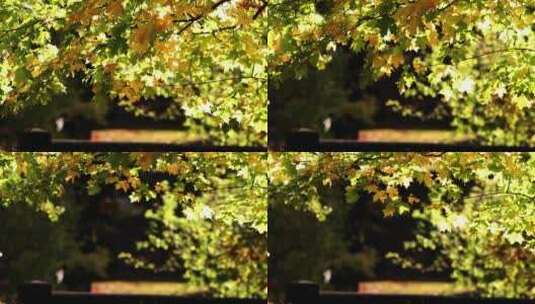秋天慢镜头下的树叶高清在线视频素材下载