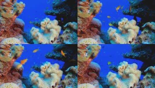 海洋世界珊瑚高清在线视频素材下载
