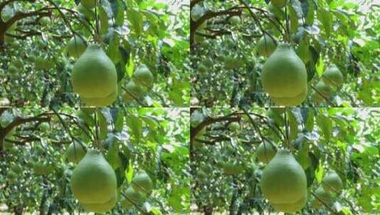 实拍树上生长的柚子高清在线视频素材下载