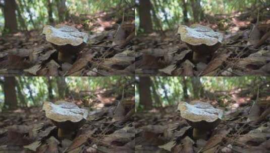 森林里慢慢老去的蘑菇高清在线视频素材下载