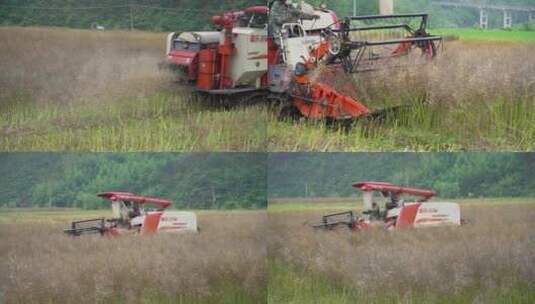 4K夏季油菜收割球手实拍视频高清在线视频素材下载