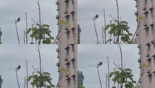 城市居民建筑绿植鸟高清在线视频素材下载