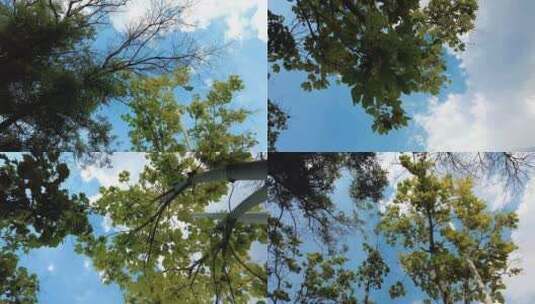 合集蓝天下风吹树枝树叶实拍高清在线视频素材下载