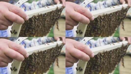 养蜂人仔细检查装满蜜蜂和蜂蜜的框架。高清在线视频素材下载