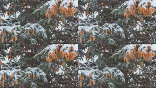 积雪覆盖的冷杉球果和雪1高清在线视频素材下载