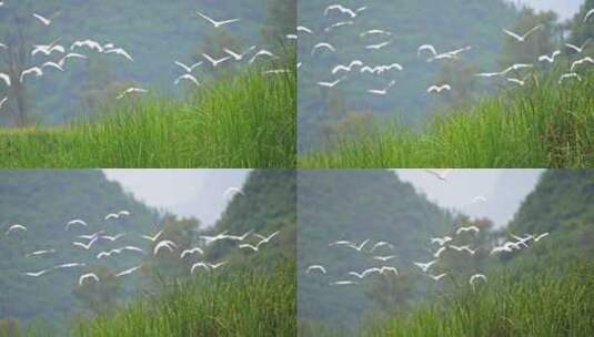 湿地公园里的野生白鹭高清在线视频素材下载