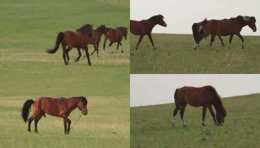 内蒙草原上马奔腾 马吃草马奔跑大自然高清在线视频素材下载