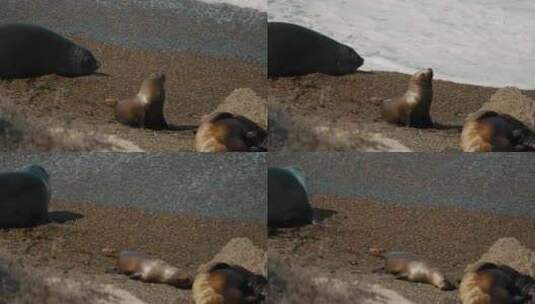 海豹，海岸，巴尔德斯半岛，阿根廷高清在线视频素材下载