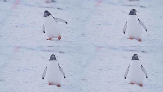 冬天，雪，企鹅，鸟高清在线视频素材下载