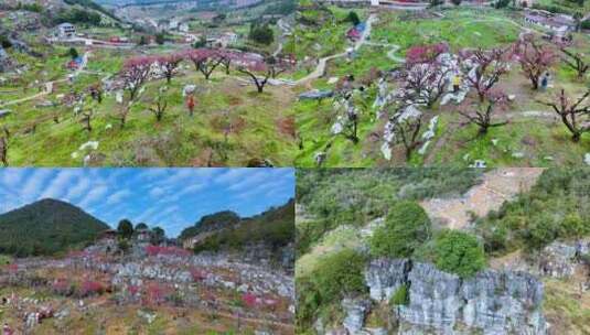 连平鹰嘴桃、鹰嘴桃花、连平桃花高清在线视频素材下载