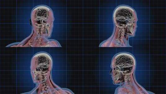 男性头部旋转的3D医学动画，显示大脑、头高清在线视频素材下载