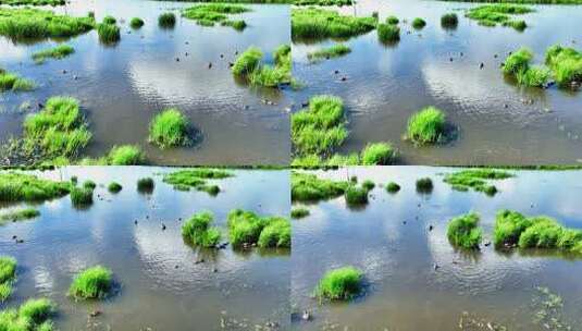 湿地沼泽野生水鸟在水中觅食高清在线视频素材下载