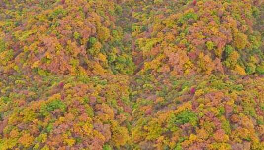 秋季森林自然风景实拍高清在线视频素材下载