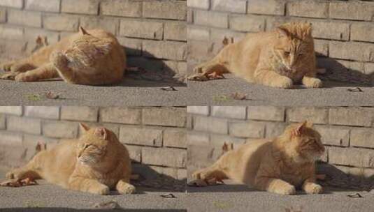 橘猫猫咪小猫在阳光下晒太阳休息高清在线视频素材下载