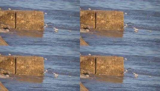 海鸥 鸟 动物 飞行的海鸥 海 海面 海边高清在线视频素材下载