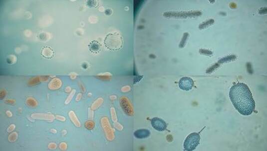 显微镜下的微生物高清在线视频素材下载