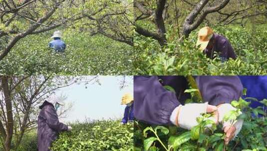 茶农 采茶 茶叶 茶树高清在线视频素材下载