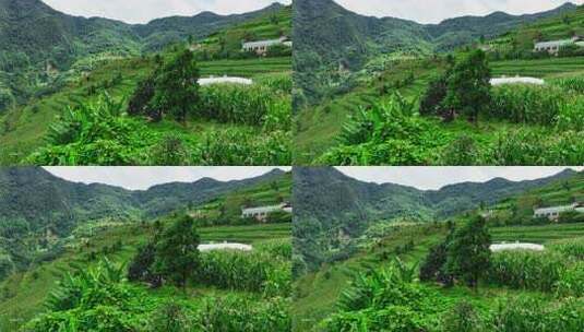 云南古茶树 普洱 古树 茶树高清在线视频素材下载