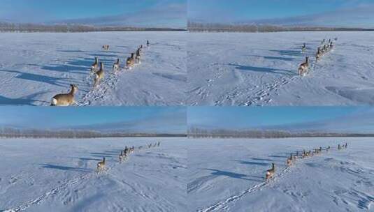 雪地上成群结队奔跑的狍子高清在线视频素材下载