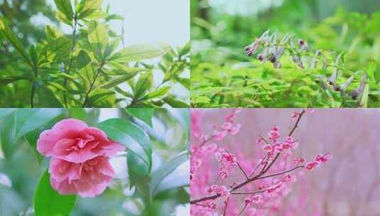 春天花开清晨阳光植物花草清新唯美意境高清在线视频素材下载