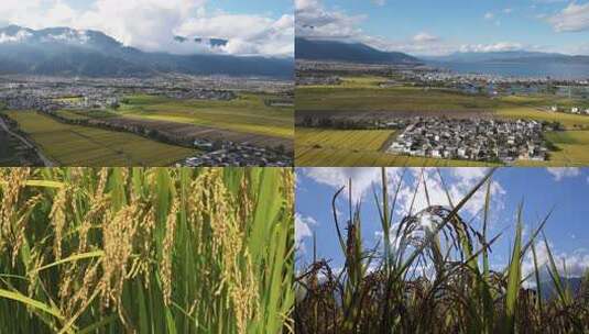 大合集大理苍山下稻田水稻包含航拍和特写高清在线视频素材下载